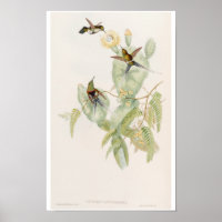 Süße Kolibris auf Kaktusblüten von John Gould