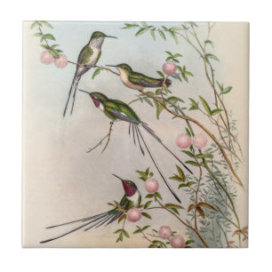Süße Kolibris mit rosa Blumen von John Gould Fliese