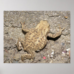 Süße kriechende Kröte Druck Poster