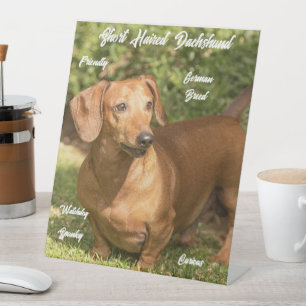 Süße Kurzhaar-Rote-Dachshund-Pestastal-Schilder Sockelschild