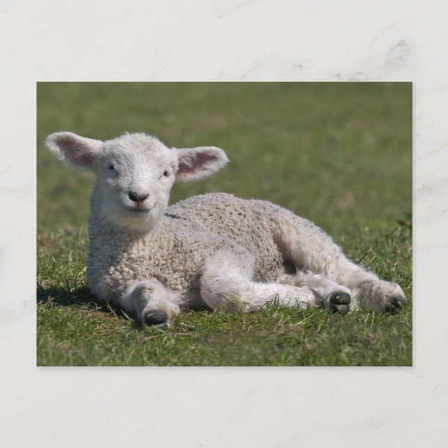 Süße Lamm Postkarte (Vorderseite)