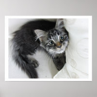 Süße Langhaarkater-Babys mit großen Augen