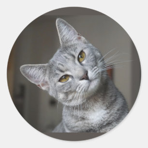 Süße neugierige graue Tabby-Katze Kätzchen Runder Aufkleber