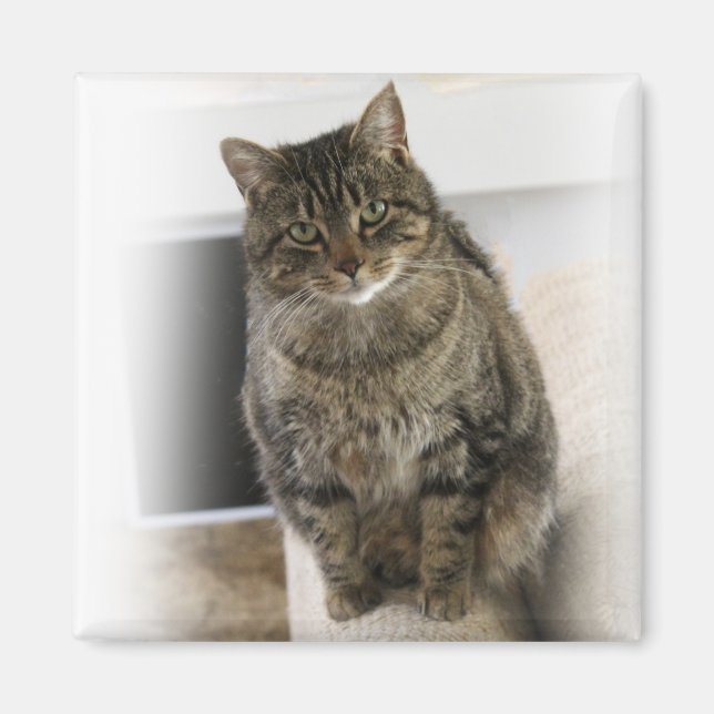 Süße, niedliche, freundliche Katze Magnet (Vorne)