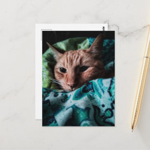 Süße niedliche Ginger Tabby Katze Postkarte