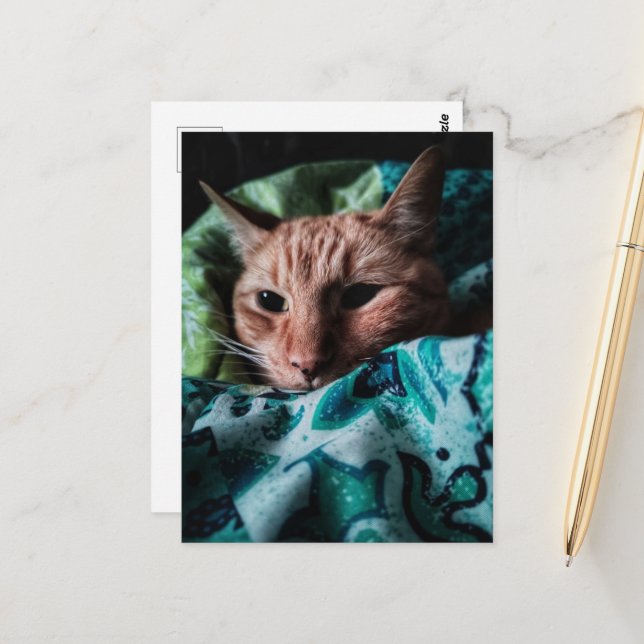 Süße niedliche Ginger Tabby Katze Postkarte (Vorderseite/Rückseite Beispiel)