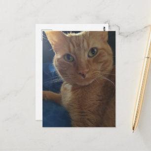 Süße niedliche Ginger-Tabby-Katze Postkarte