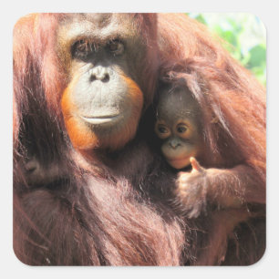 Süße Orang-Utan-Mutter und Baby mit Daumen hoch Quadratischer Aufkleber