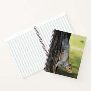 Süße Östliche Grauhörnchen-Naturaufnahme Notizbuch