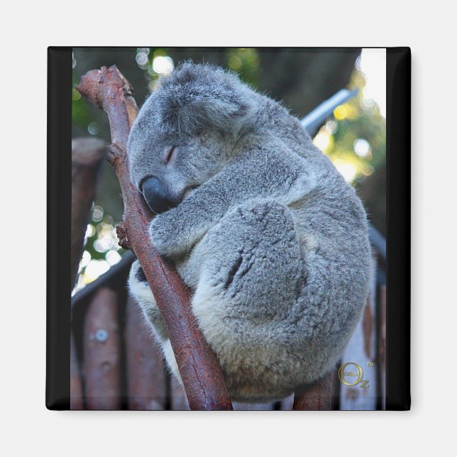 Süsse Pie Koala Magnet (Vorne)