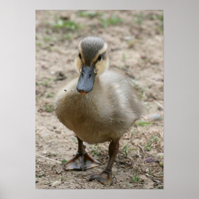 "Süsse" Poster (Vorne)