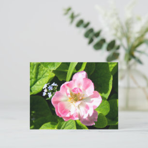 Süße rosa Tulpe Postkarte