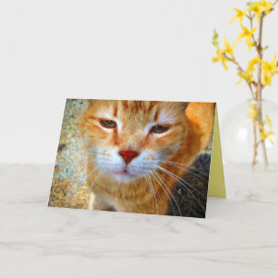 Süße rote Katze freundliche kleine Katze Karte