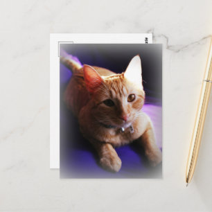 Süße rote Tabbykatze auf einem violetten Sofa Postkarte