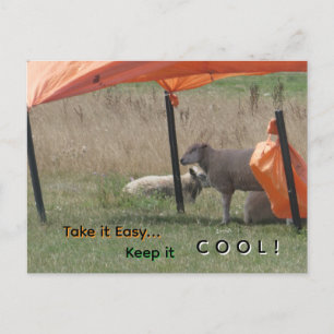 Süße Schafe Kund. Bleib cool Postkarte