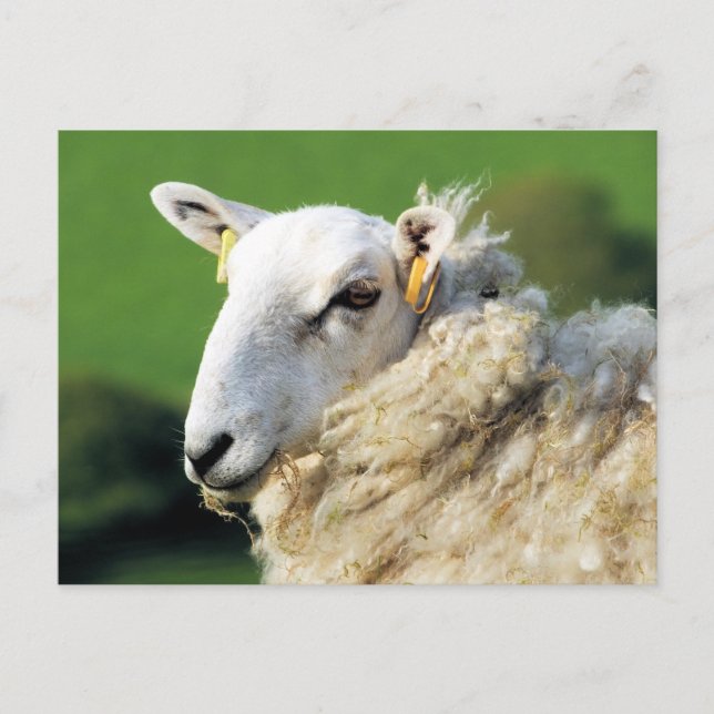 SÜSSE SCHAFE POSTKARTE (Vorderseite)