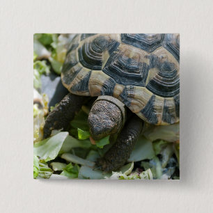 Süße Schildkröte Button