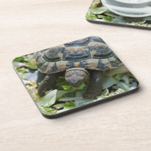 Süße Schildkröte Getränkeuntersetzer
