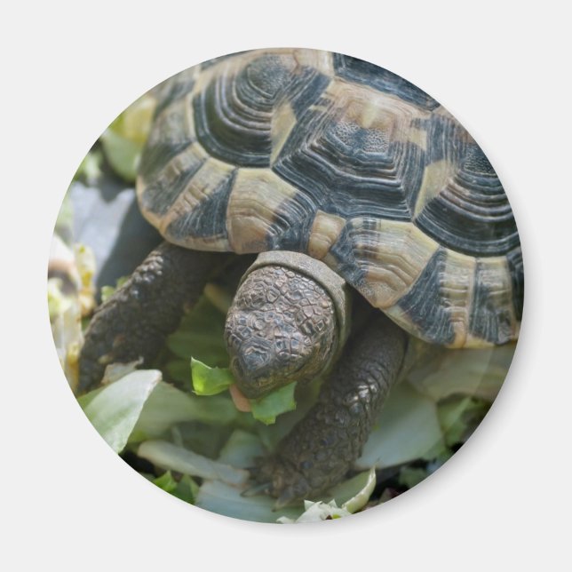 Süße Schildkröte Magnet (Vorne)