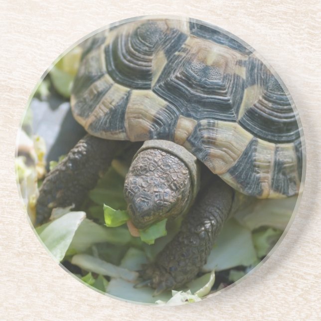 Süße Schildkröte Untersetzer (Vorne)