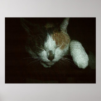 Süße schlafend auf einem Katzenbaum Poster