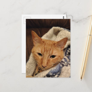 Süße schlafende Ginger-Katze in einer Decke Postkarte