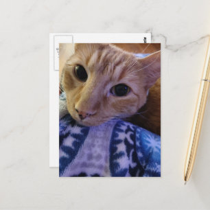 Süße schlafende Ginger-Katze Postkarte