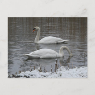 Süße Schwäne im Winter DIY Postkarte