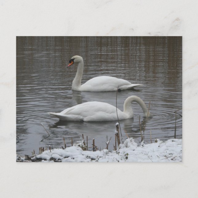 Süße Schwäne im Winter DIY Postkarte (Vorderseite)