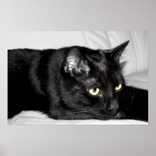 Süße schwarze Katzenporträt Poster