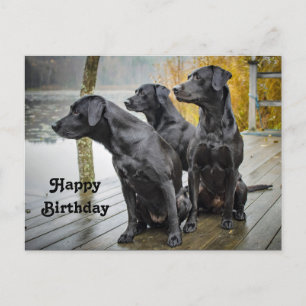 Süße schwarze Labradors auf einem Dock zum Geburts Postkarte