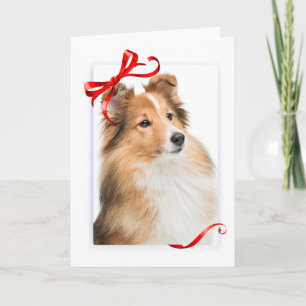 Süße Sheltie-Weihnachtskarte Feiertagskarte