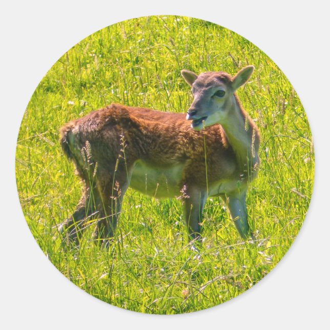 Süße Tier Runder Aufkleber (Vorderseite)