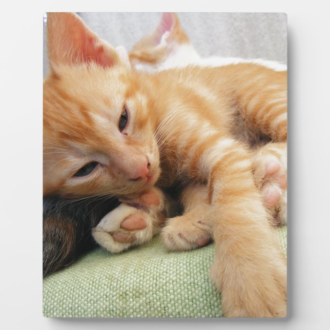 Süße Tigerstreifenkatze Fotoplatte (Vorderseite)