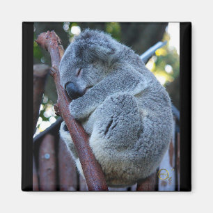 Süsse-Torten-Koala Magnet
