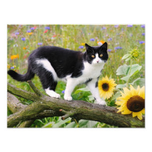 Süße Tuxedo-Katze auf einem Baumzweig mit Sonnenbl Fotodruck
