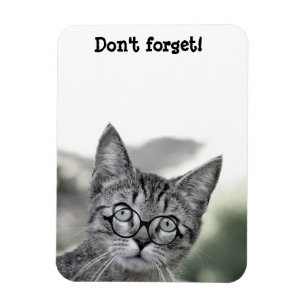 Süße überraschte Katze mit Brille Magnet