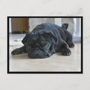 Süße und faule schwarze Mops-Welpen-Postkarte Postkarte