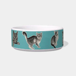 Süße und lustige Katze Napf