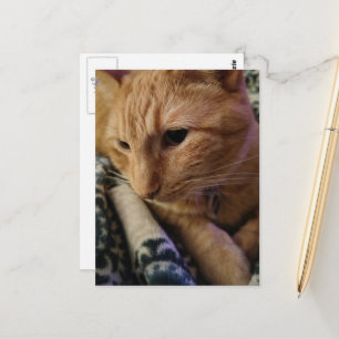 Süße verschlafene Ginger-Katze Postkarte