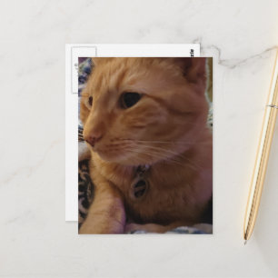 Süße verschlafene rote Katze Postkarte