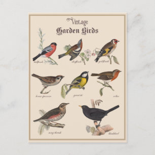 Süße Vintage-Garten-Vögel Postkarte