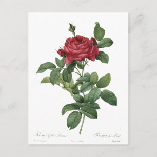 Süße Vintage-Rosen Botanik Schöne Blumen Postkarte