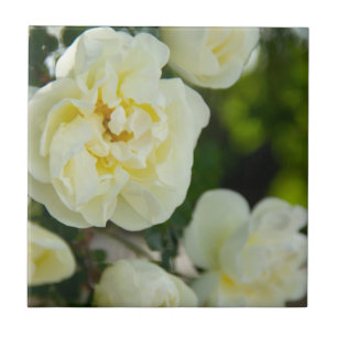 Süße weiße Rosen für Positives   Fliese