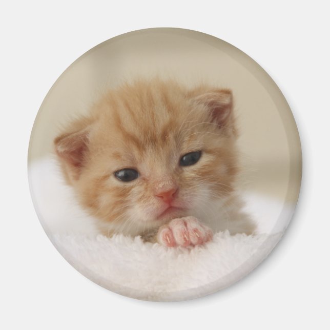 Süße Welpenkitte Magnet (Vorne)