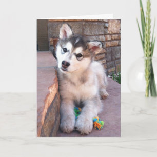 Süßer Alaskan Malamute-Welpe Kopfneigung Fotografi Karte