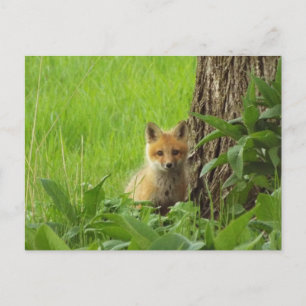 Süßer Babyfuchs im Frühlingsfoto Postkarte
