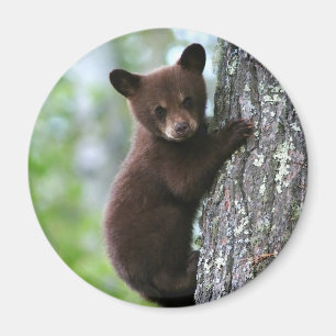Süßer Bärenjunger runder Kühlschrankmagnet Magnet