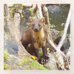 Süßer Baummarder Wald Wildtier ruhend auf Baum Glasuntersetzer