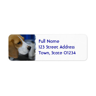Süßer Beagle